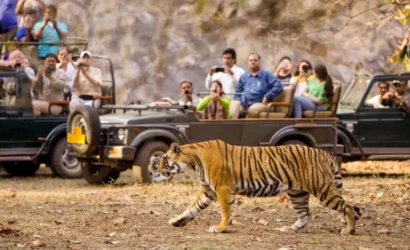 tiger