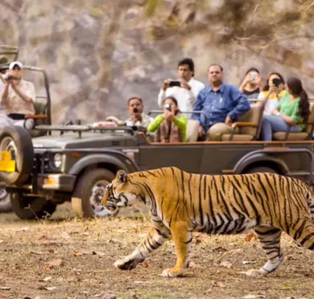 tiger