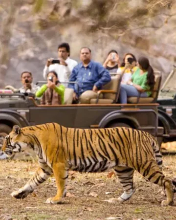 Jungle Safari